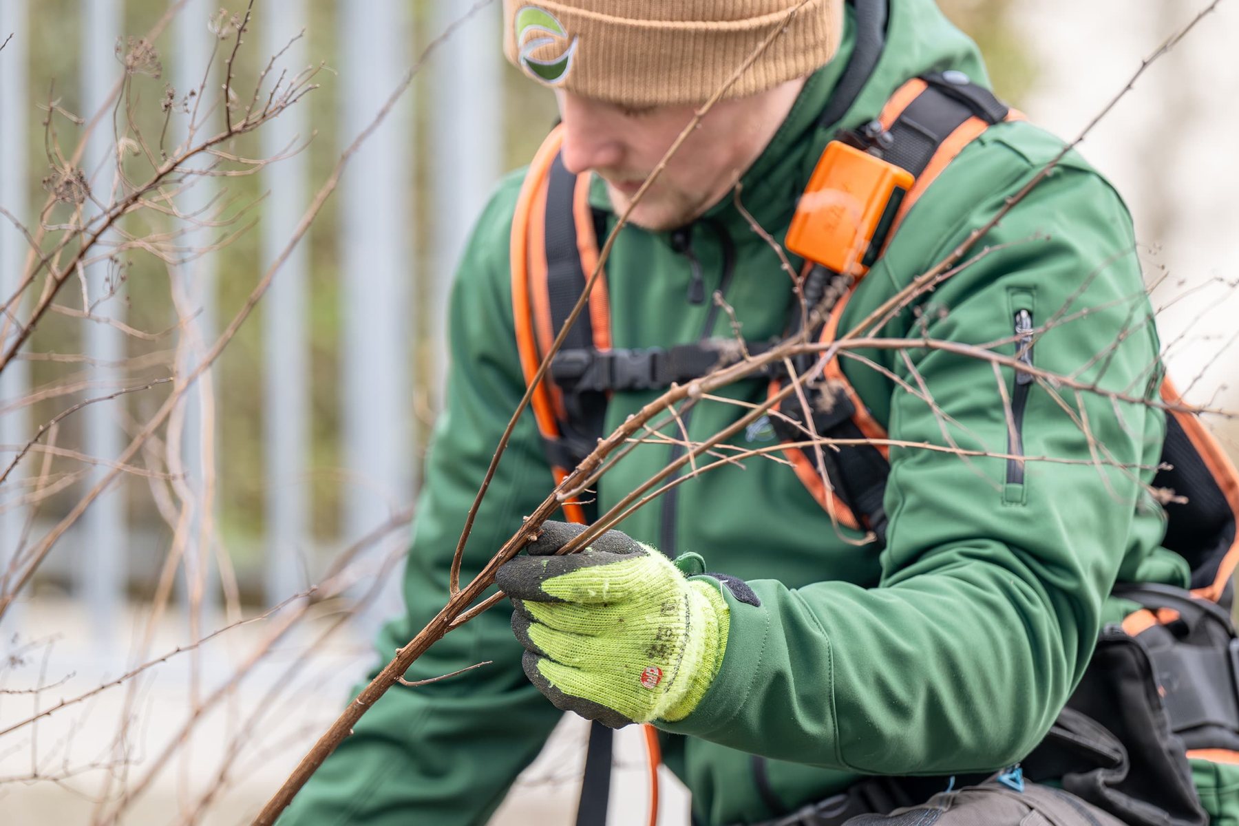 Gärtner schneidet Äste mit Handschuhen