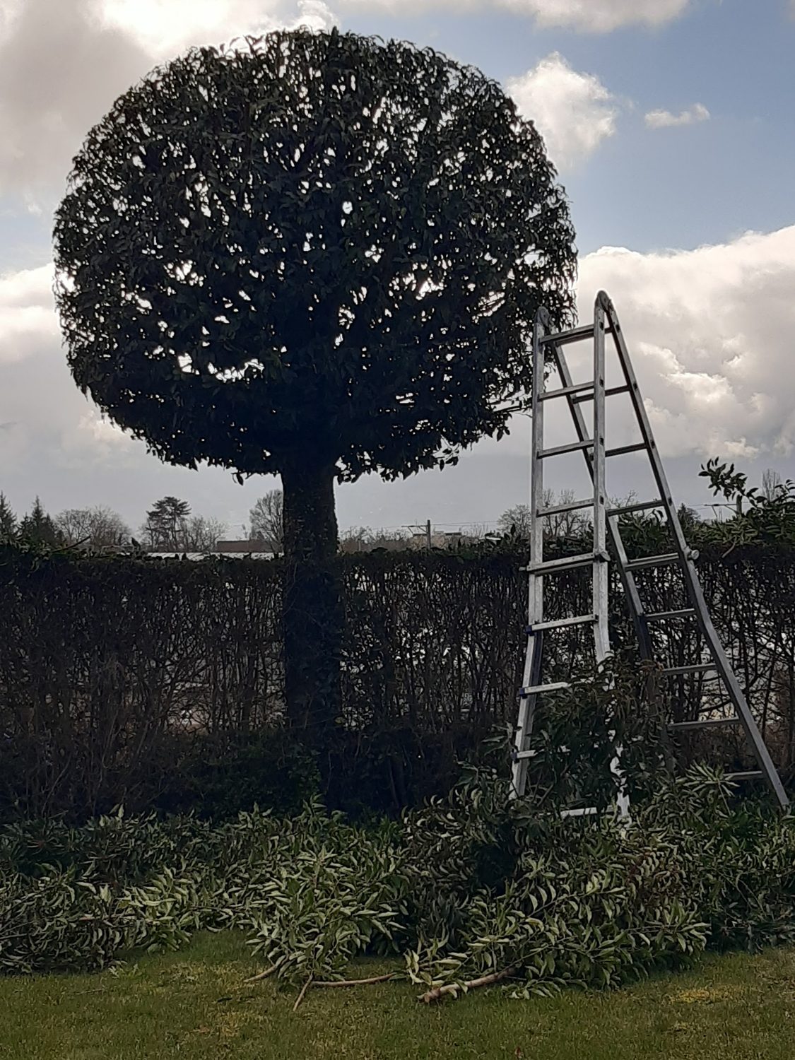 Formgeschnittener Baum im Garten
