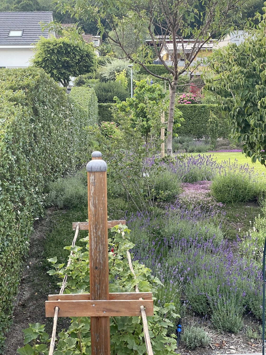 Gartenbeet mit Stauden und Lavendel