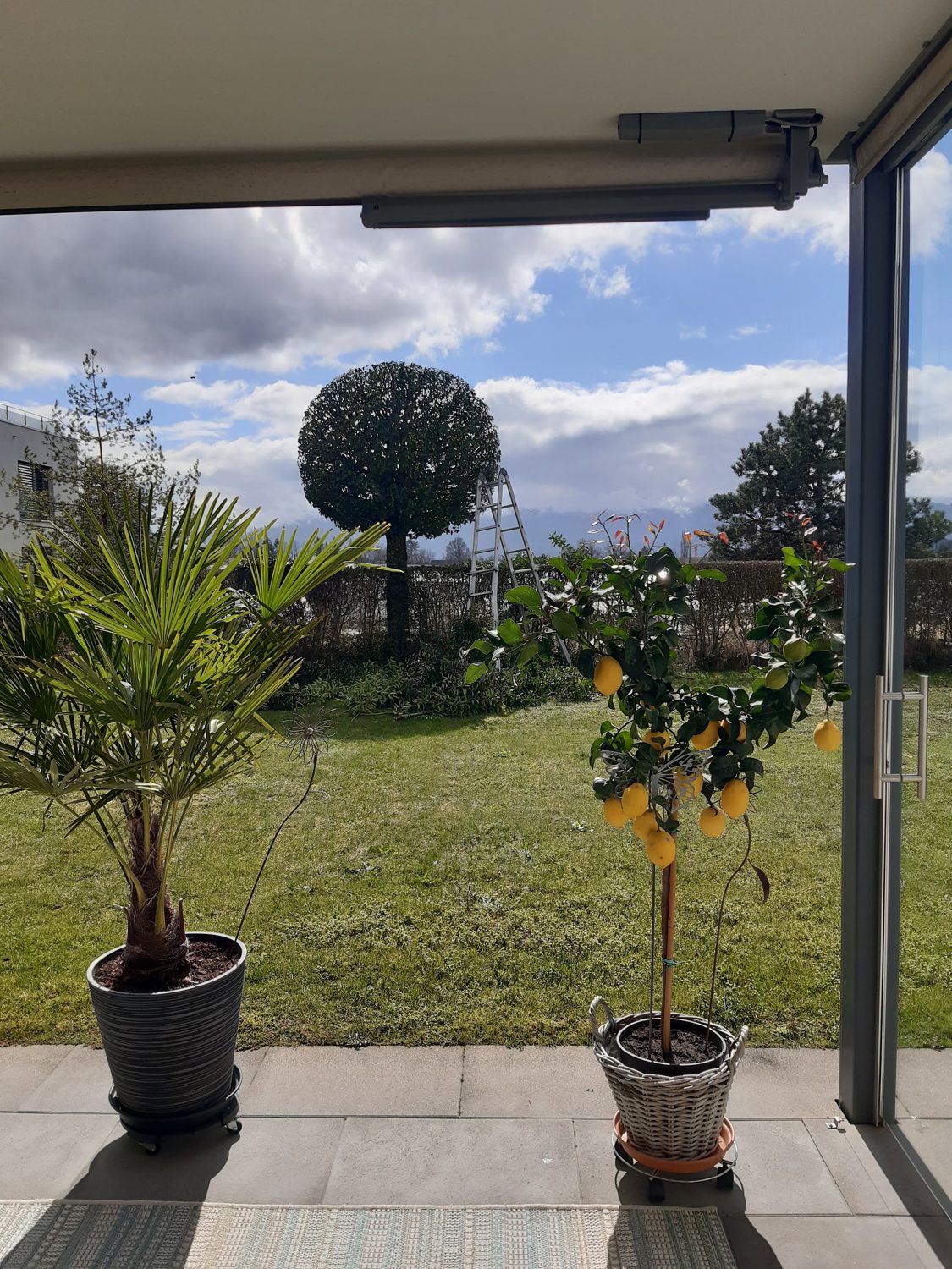 Terrassenpflanzen vor einer Glasfront