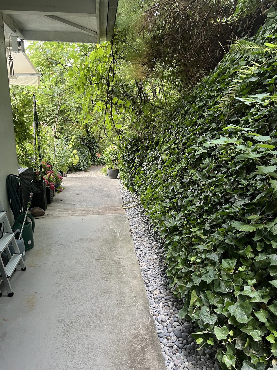 Weg entlang einer geschnittenen Hecke